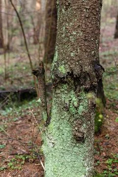 Green moss on a tree trunk. Tree in the forest Stock Photos