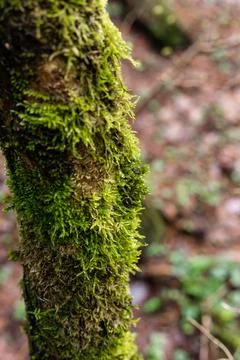 Green moss on a tree trunk. Tree in the forest Stock Photos