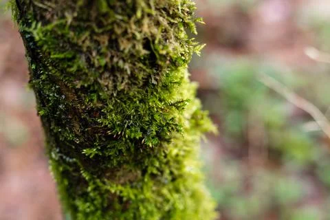 Green moss on a tree trunk. Tree in the forest Stock Photos