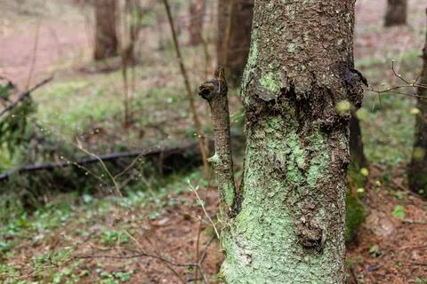 Green moss on a tree trunk. Tree in the forest Stock Photos