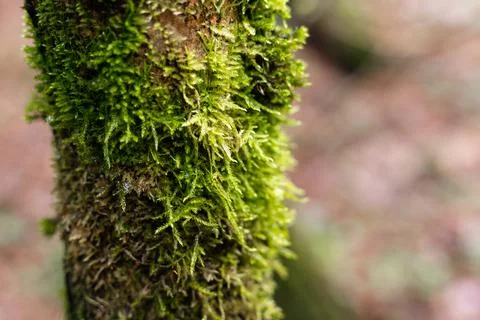 Green moss on a tree trunk. Tree in the forest Stock Photos