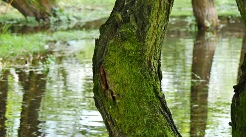 Green moss on a tree with water in background Stock Footage 42127152