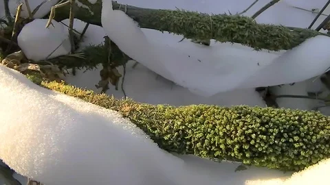 Green moss on a tree in the winter forest Stock Footage 99827032