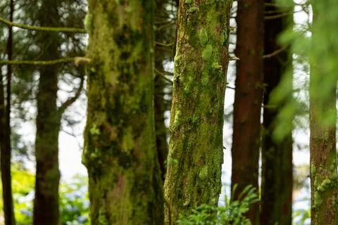 Green moss on the trees in the forest. Selective focus. Stock Photos