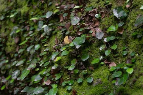 Green moss in tropical rainforests. Close-up Stock Photos