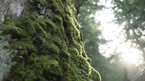Green Moss on Trunk Big Tree with Flare From Sun Light and Drizzle Rain Stock Footage 129305078