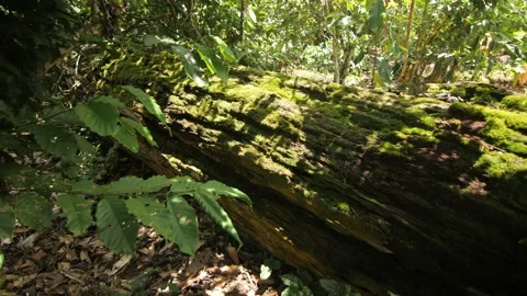 Green moss on the trunk of a dead tree in the forest, in Ivory Coast Stock Footage 238039223