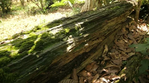 Green moss on the trunk of a dead tree in the forest, in Ivory Coast Stock Footage 238040177
