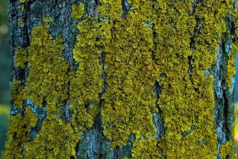 Green moss on trunk in foreground Stock Photos