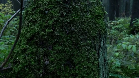 Green moss on the trunk of a tree Stock Footage 81171578