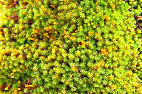 Green moss on the trunk of tree Stock Photos