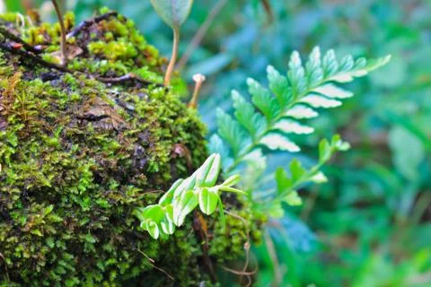Green moss on the trunk of tree Stock Photos