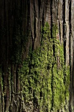 Green moss on the trunk of a tree in the rainforest. Stock-Fotos