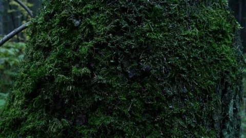 Green moss on the trunk of a tree(alt ver) Stock Footage 81171606