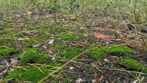 Green moss. A type of green moss. Vídeos de archivo 259382937