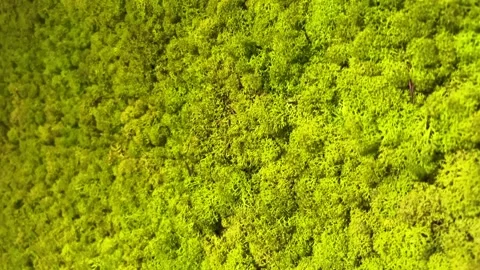 Green moss on the wall Stock Footage 232043142