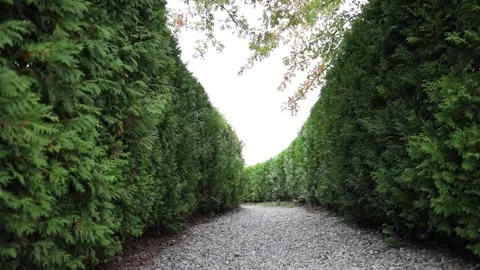  green moss on the wall Stock-Footage 310355504