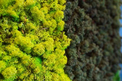 Green moss wall panel in office for greenoffice  Stock Photos
