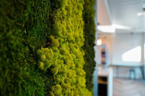 Green moss wall panel in office for greenoffice  Stock Photos