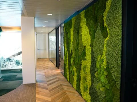 Green moss wall panel in office for greenoffice  Stock Photos