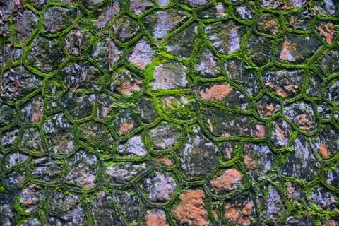 Green moss wall Stock Photos