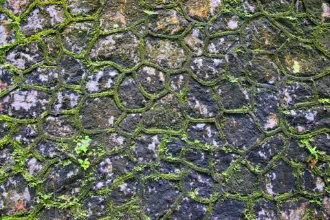 Green moss wall Stock Photos