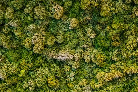 Green moss wall. Stock Photos