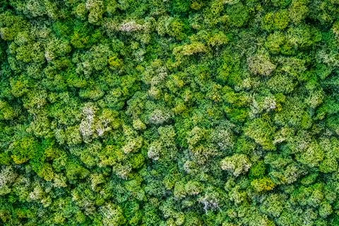 Green moss wall. Stock Photos