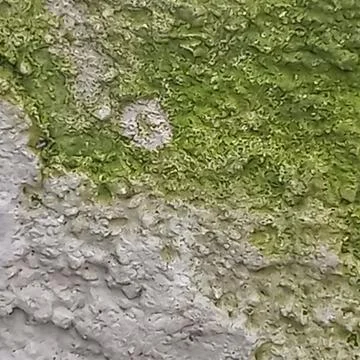 Green Moss Wall Texture Close Up Foto stock