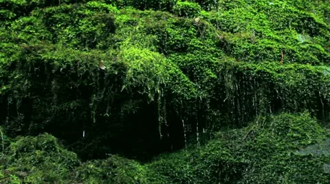 Green moss, water dripping down Stock Footage