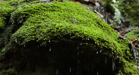 Green Moss Water Dripping Down woodland spring Stock Footage 47115393