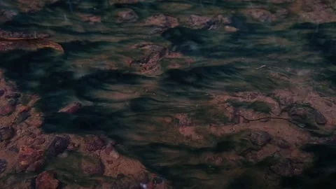 Green moss in the water Stock Footage 143197780