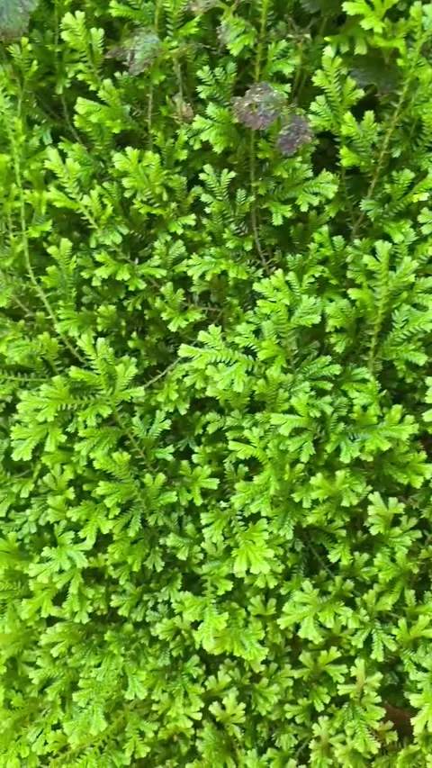 Green moss with water Stock Footage 240755733