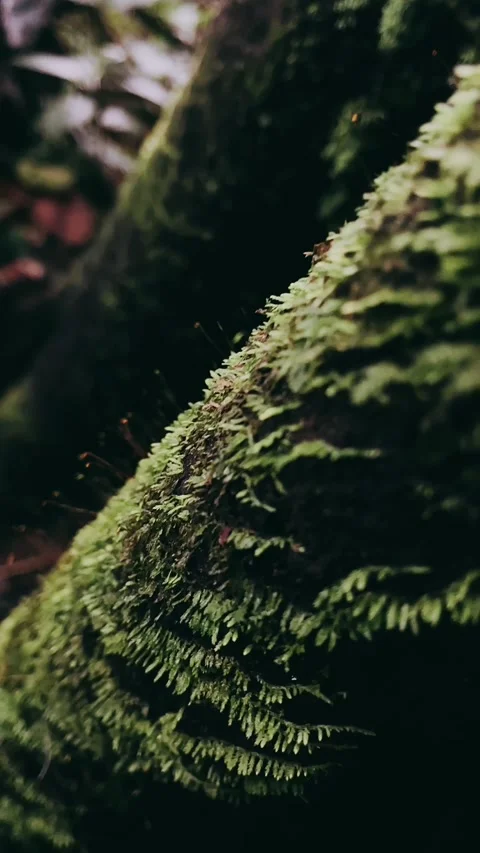 Green moss on the waterfall, rainforest, forest, tropical, green Stock Footage 233625510