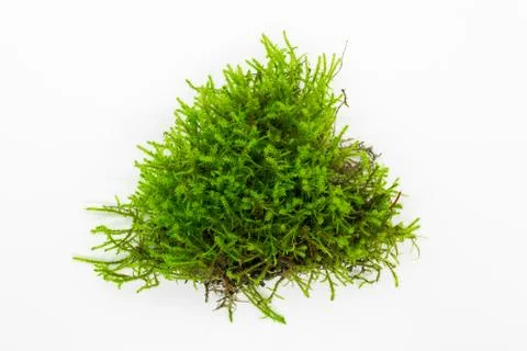Green moss on white background Stock Photos