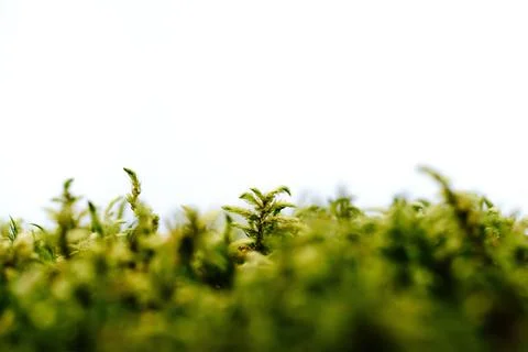 Green moss on a white background Foto stock