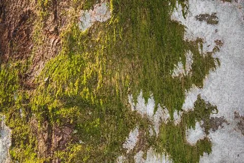 Green moss on white birch tree bark Stock Photos