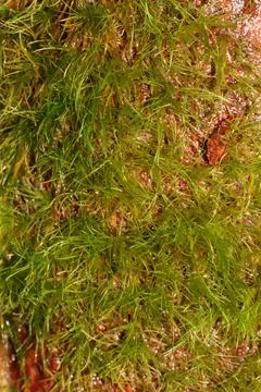 Green mosses on the tree trunk Stock Photos