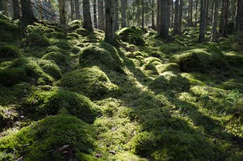 Green mossy backlit forest Stock Photos
