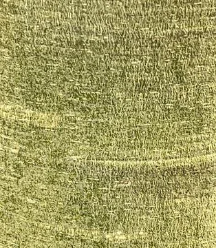 Green mossy bark texture Stockfoto's