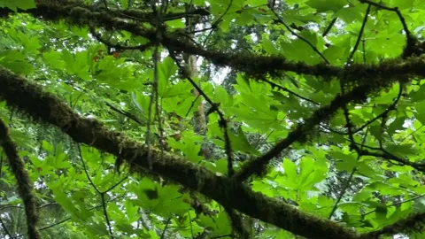 Green mossy branches. Stock Footage 138412491