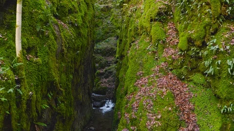 Green mossy cleft with a Creek running through at Dollar Glen Park, Scotland Video stock 101346372