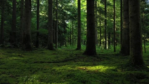 Green mossy forest floor with trees 動画素材 337536059