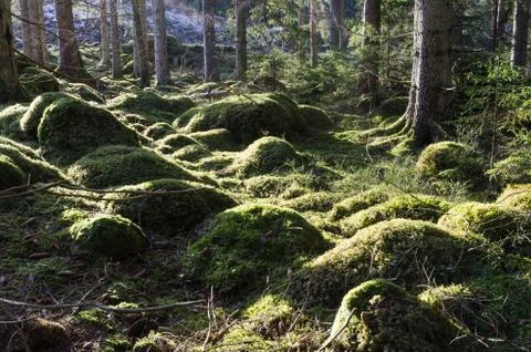 Green mossy forest ground Stock Photos
