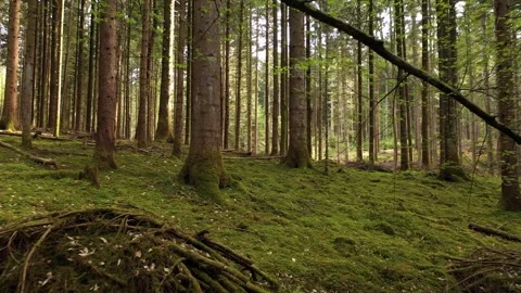 Green mossy forest landscape drone shot Stock Footage 340590432