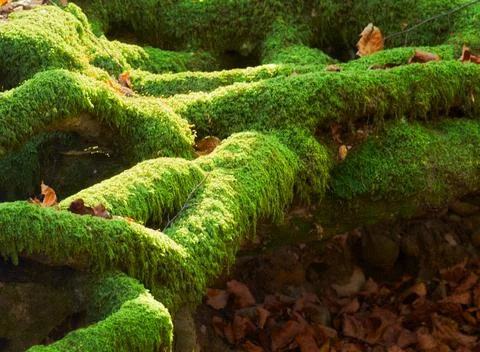 Green mossy roots of a tree at midday Stock Photos