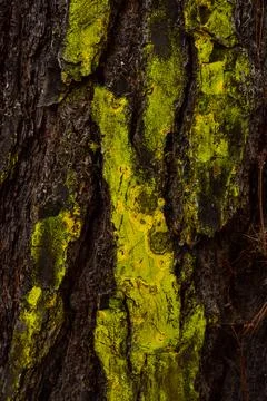 Green mossy tree bark pattern Stock Photos