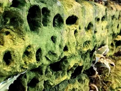 Green mossy wall abstract background Stock Photos
