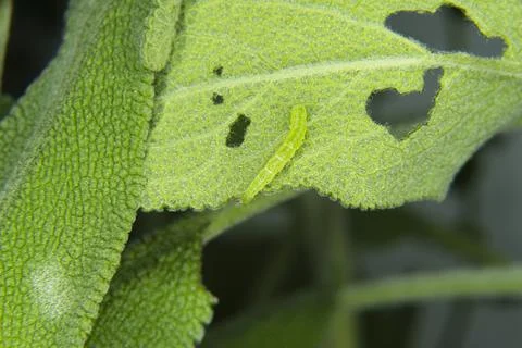 Green moth caterpillar eats sage leaf. A leaf eaten by bugs close up. Silver Y Stock Photos