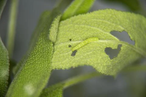 Green moth caterpillar eats sage leaf. A leaf eaten by bugs close up. Silver Y Stock Photos